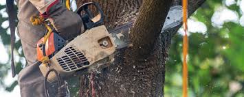 Best Tree Risk Assessment  in Lake Hopatcong, NJ