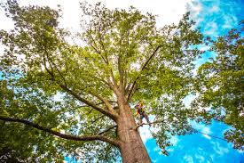 Best Tree Health Inspection  in Lake Hopatcong, NJ