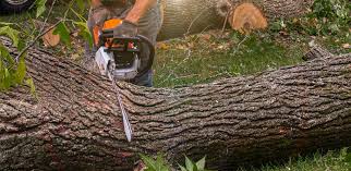 Best Tree and Shrub Care  in Lake Hopatcong, NJ