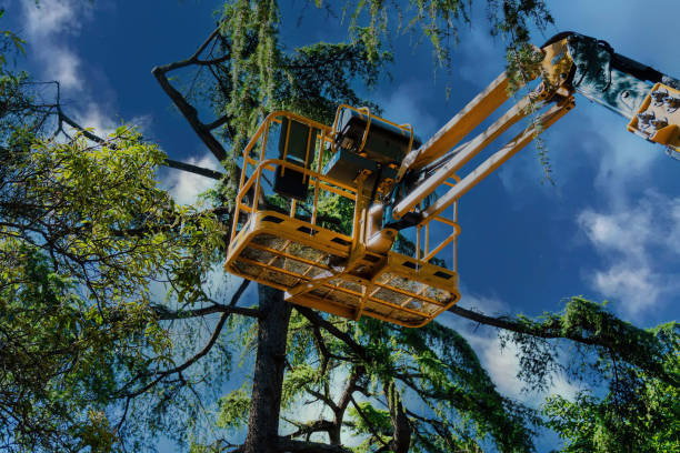 Best Emergency Tree Removal  in Lake Hopatcong, NJ