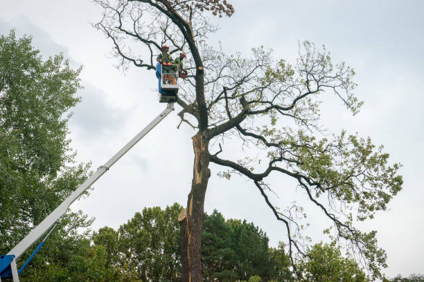 How Our Tree Care Process Works  in  Lake Hopatcong, NJ