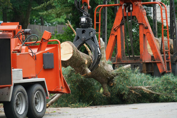  Lake Hopatcong, NJ Tree Removal Pros