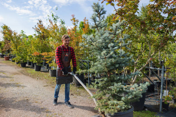 Best Palm Tree Trimming  in Lake Hopatcong, NJ